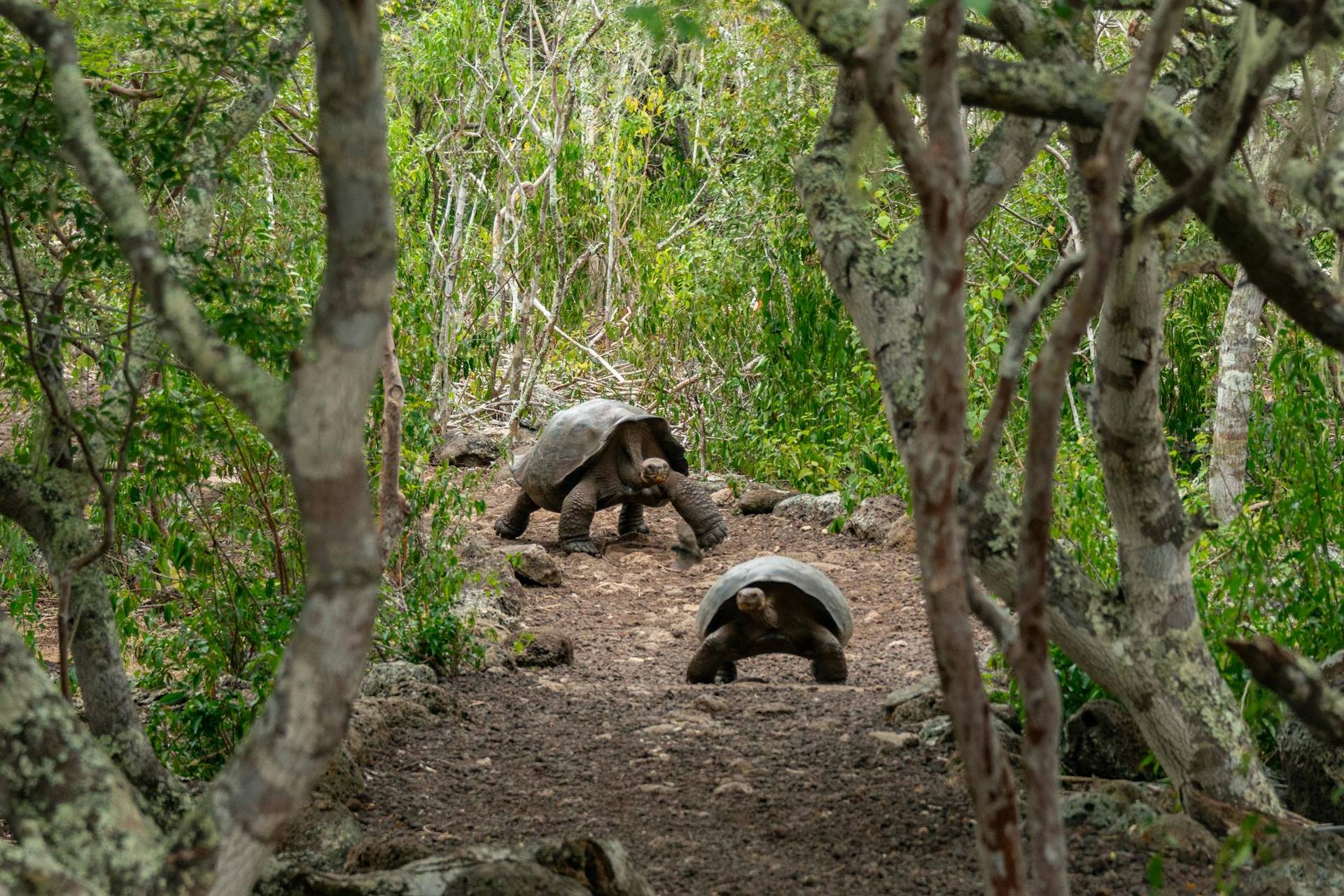 Ecuador 108