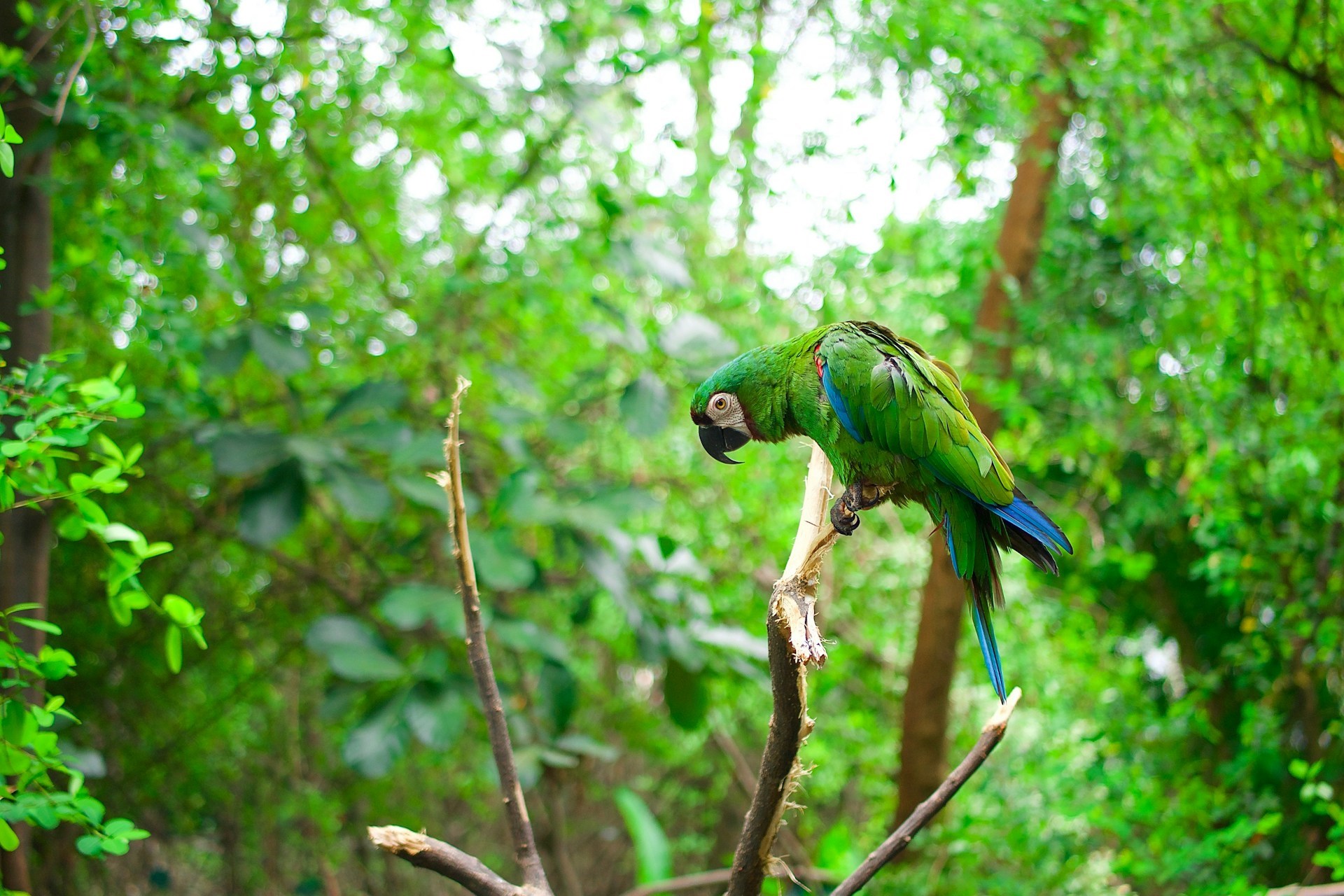 Ecuador 29 1