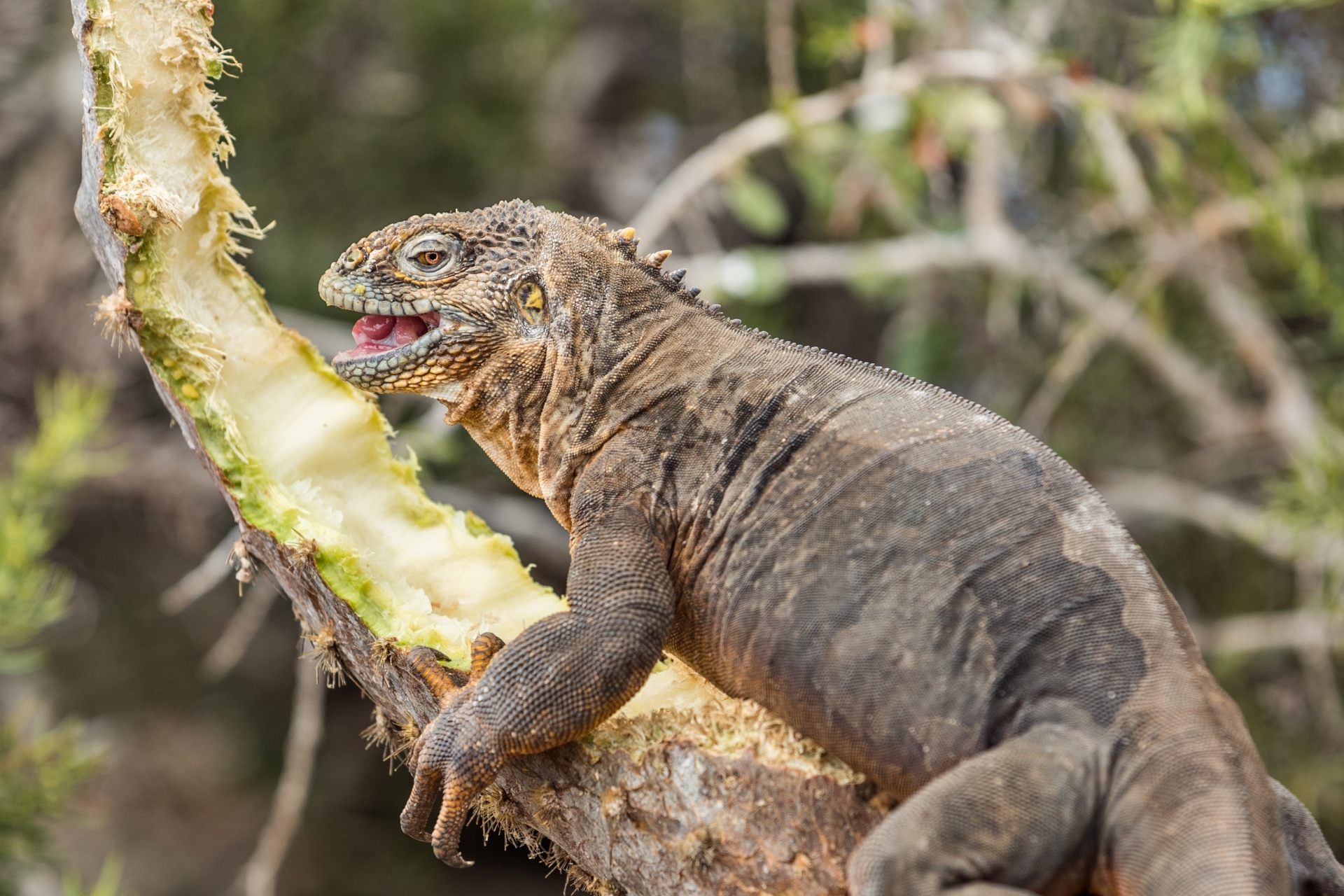 Leguane auf den Galapagos Inseln Ecuadors 1