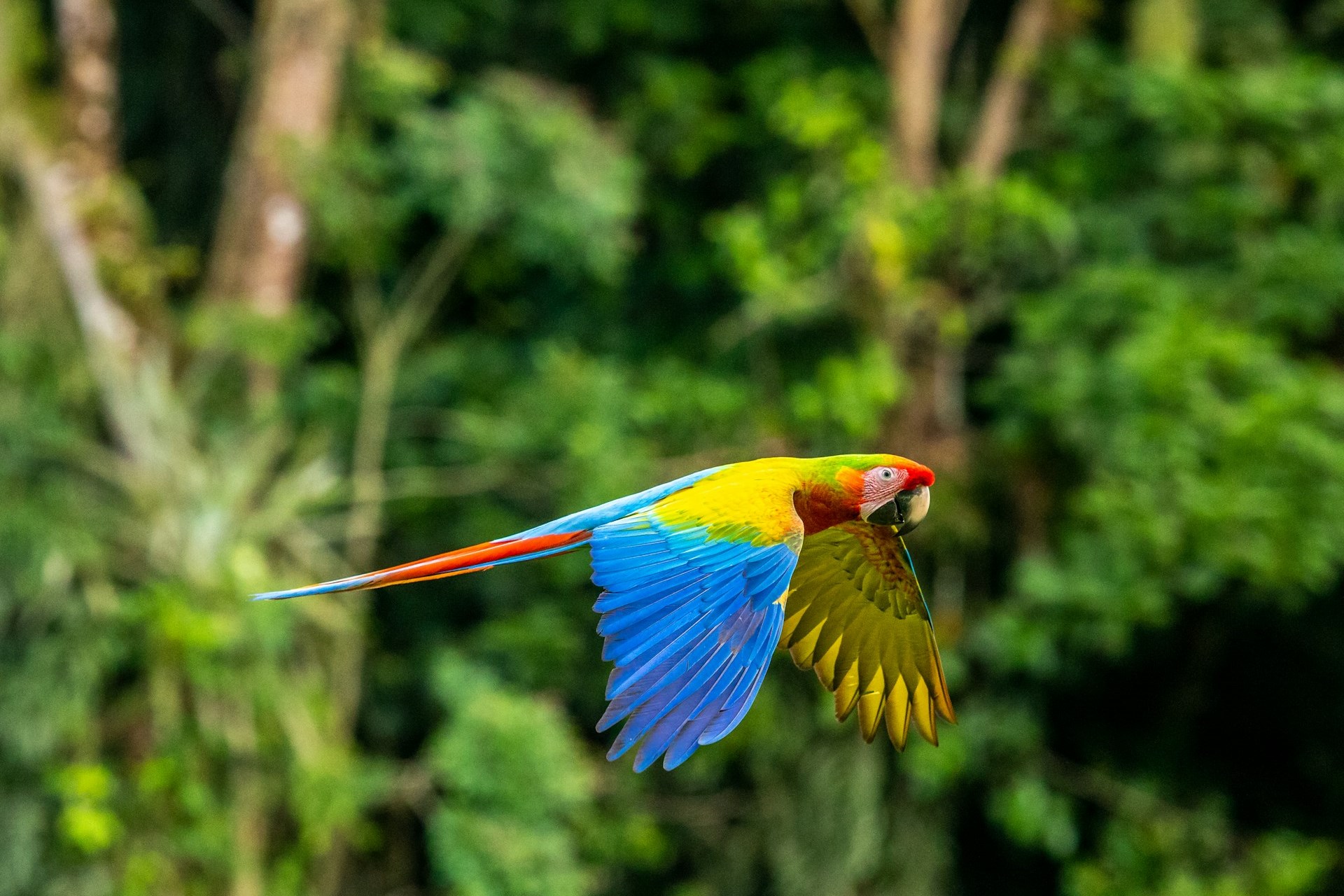 Costa Rica 1 2