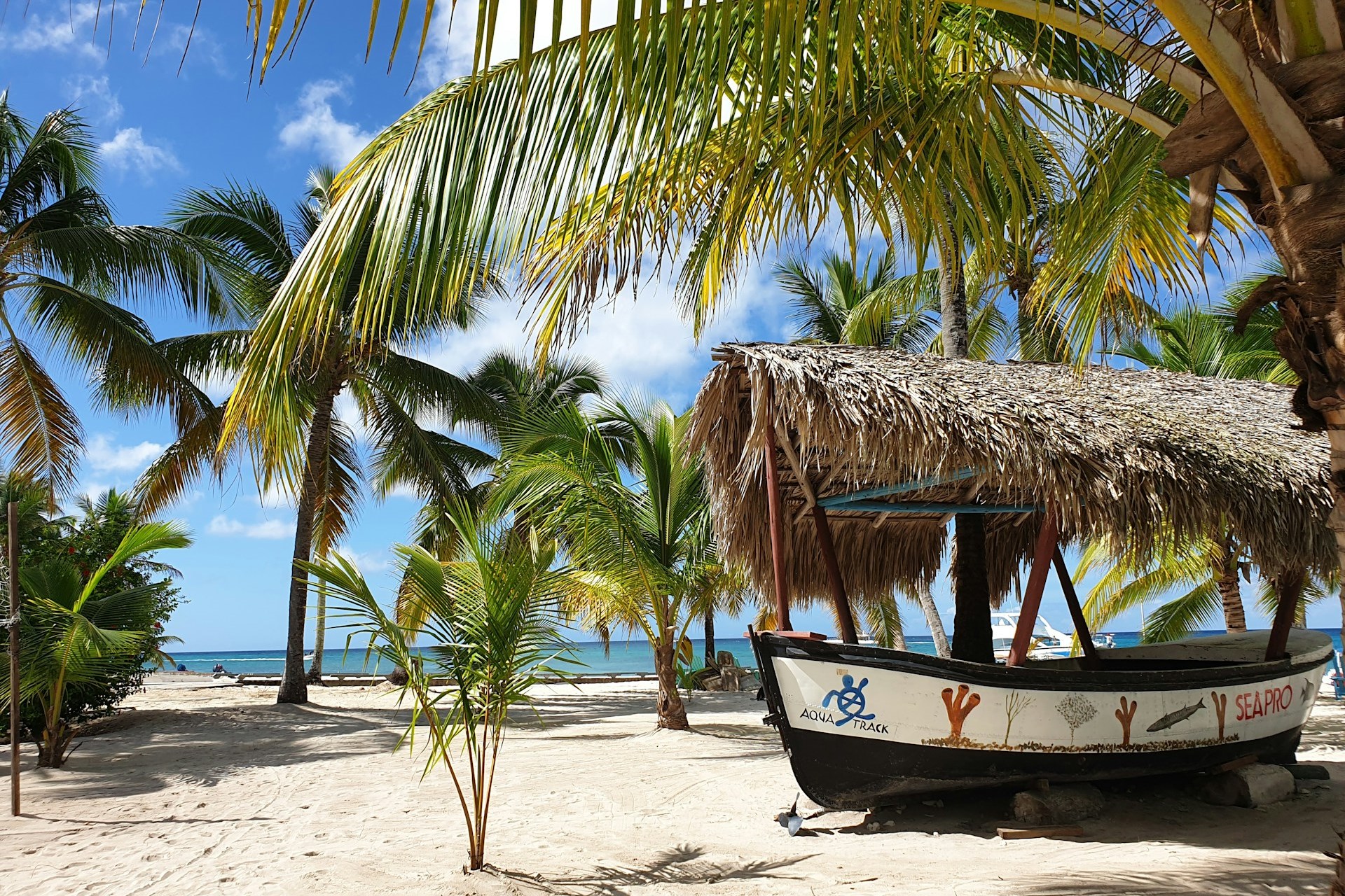 Domrep 5