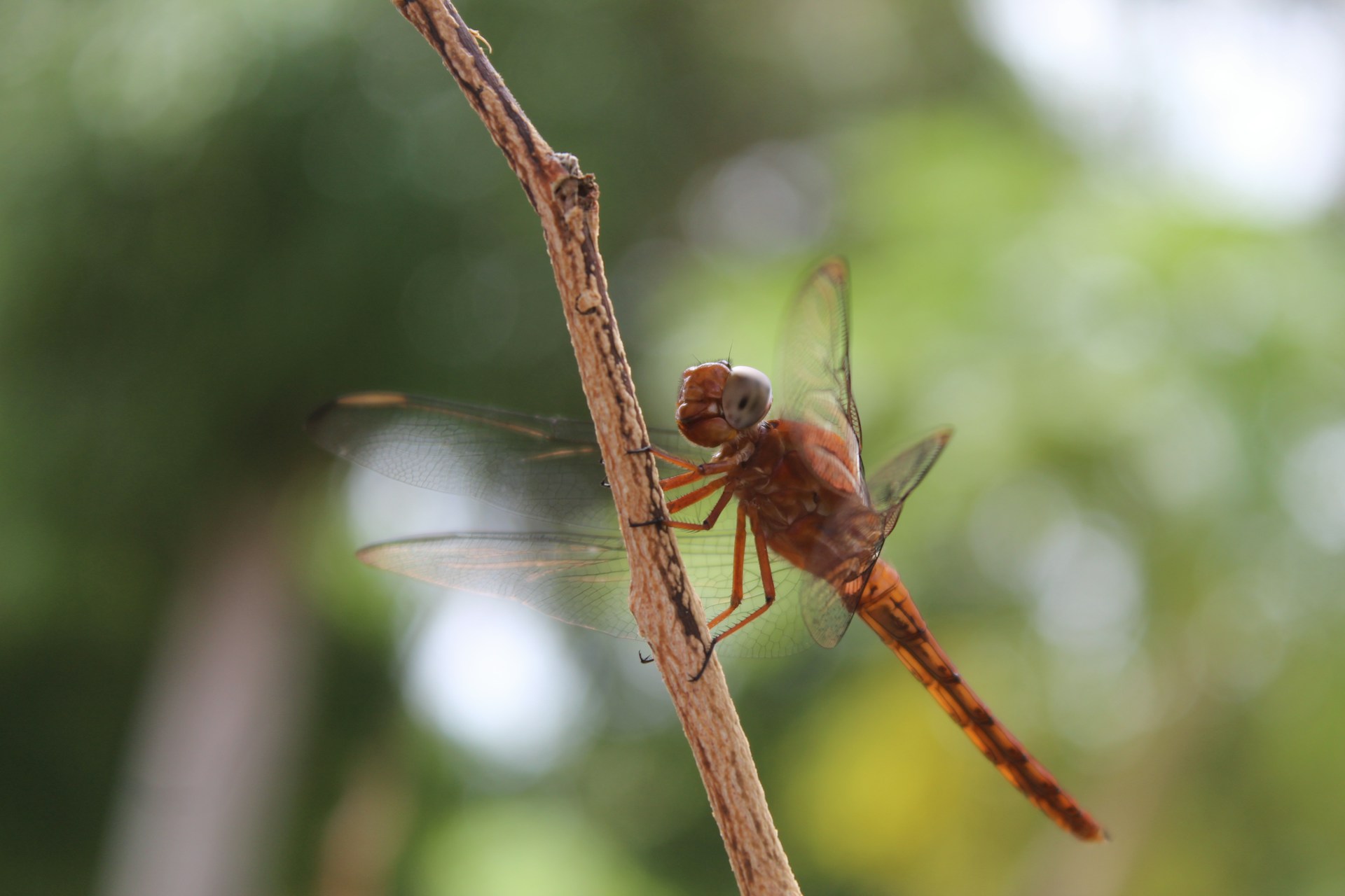 Suriname 4 1