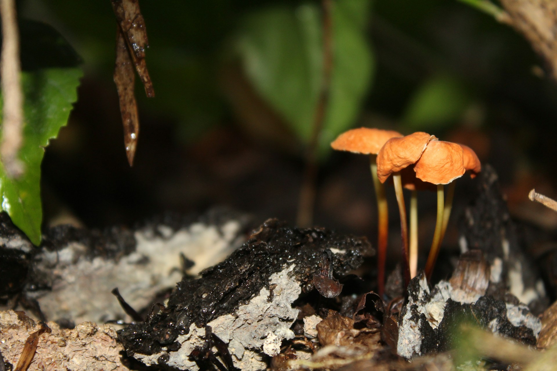 Suriname und Guayam 2