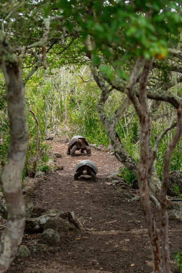 Wann ist die beste Reisezeit für Südamerika? 6 Galapagos Insel 2